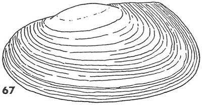 specimen image from publication