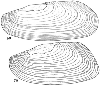 specimen image from publication
