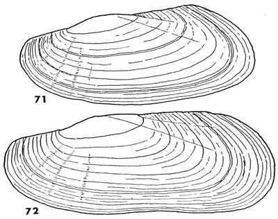 specimen image from publication