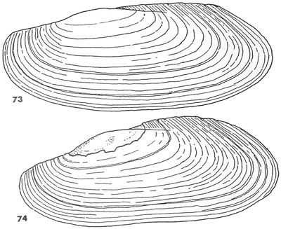 specimen image from publication