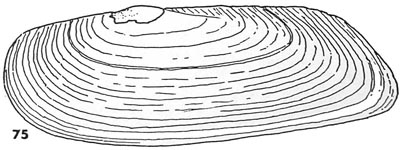 specimen image from publication