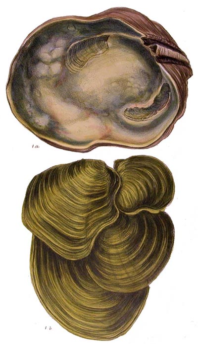 specimen image from publication