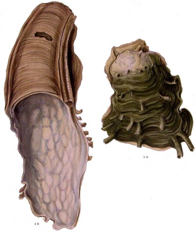 specimen image from publication