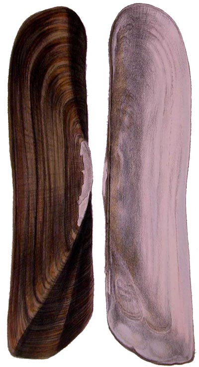 specimen image from publication