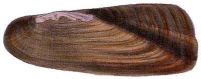 specimen image from publication