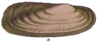 specimen image from publication