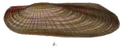 specimen image from publication