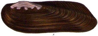 specimen image from publication