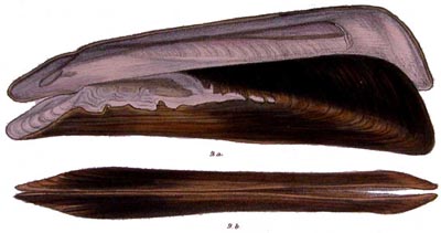 specimen image from publication