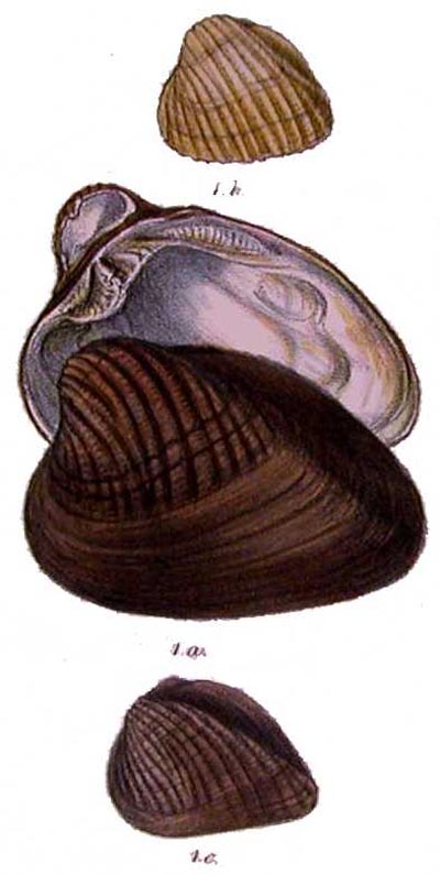 specimen image from publication