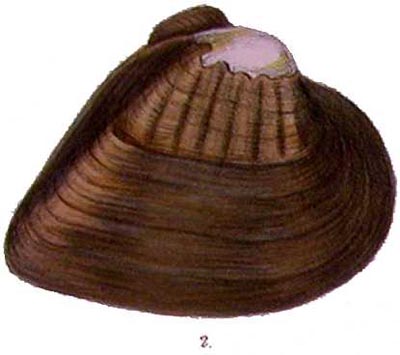 specimen image from publication