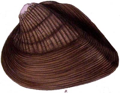 specimen image from publication