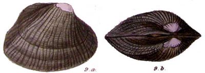 specimen image from publication