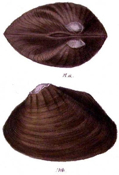 specimen image from publication