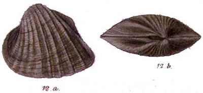 specimen image from publication