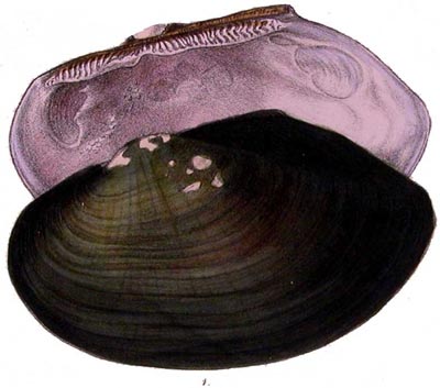 specimen image from publication