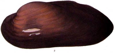 specimen image from publication