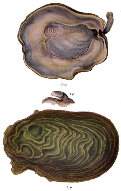 specimen image from publication