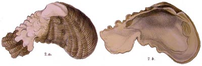 specimen image from publication