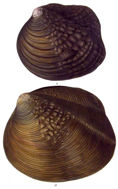 specimen image from publication