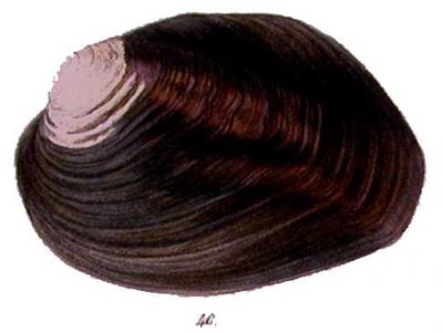 specimen image from publication