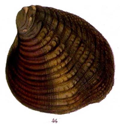 specimen image from publication