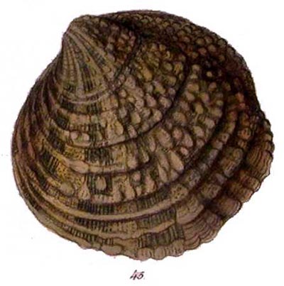 specimen image from publication