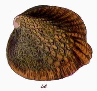 specimen image from publication