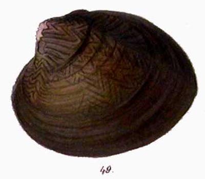 specimen image from publication