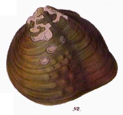 specimen image from publication