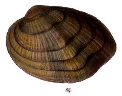specimen image from publication