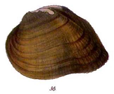 specimen image from publication