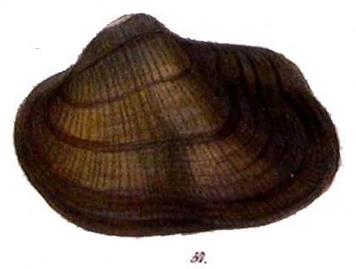 specimen image from publication