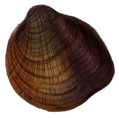 specimen image from publication