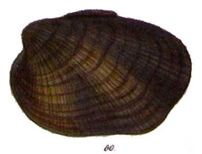 specimen image from publication