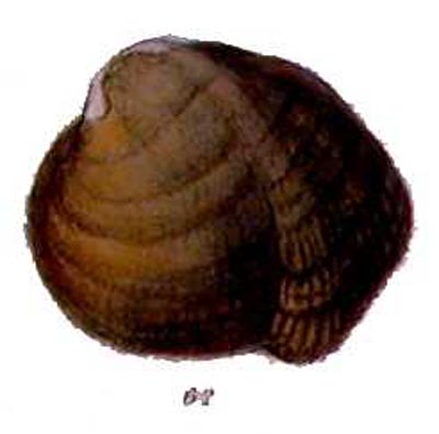 specimen image from publication