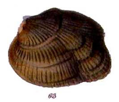specimen image from publication