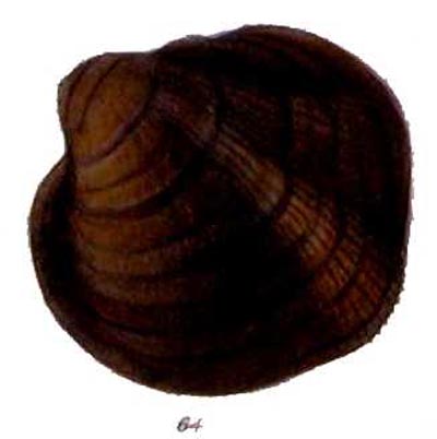 specimen image from publication
