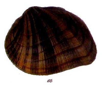 specimen image from publication