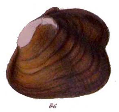specimen image from publication