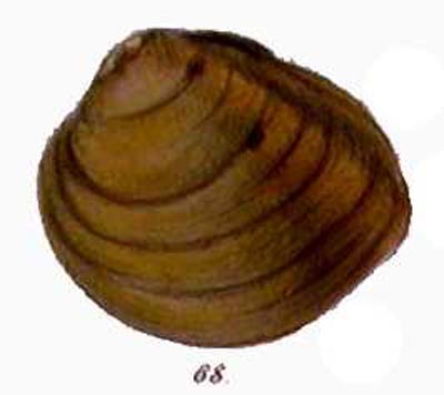 specimen image from publication
