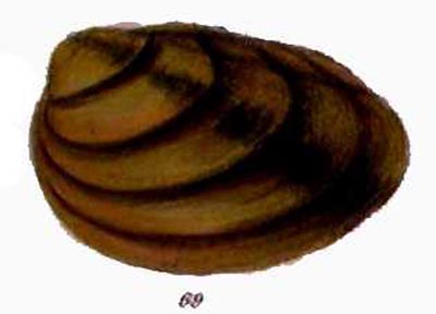 specimen image from publication