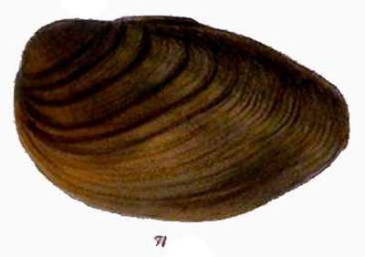 specimen image from publication