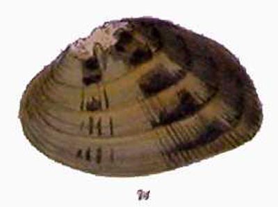 specimen image from publication