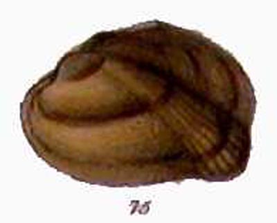 specimen image from publication