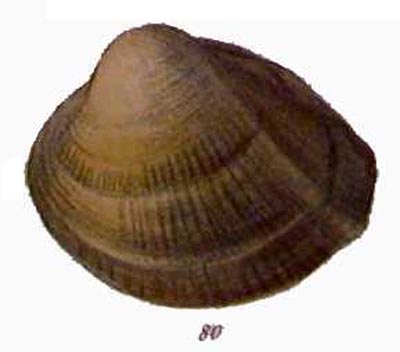 specimen image from publication