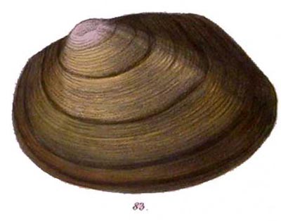 specimen image from publication