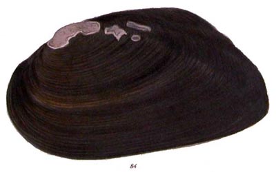 specimen image from publication