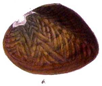 specimen image from publication