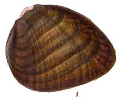 specimen image from publication
